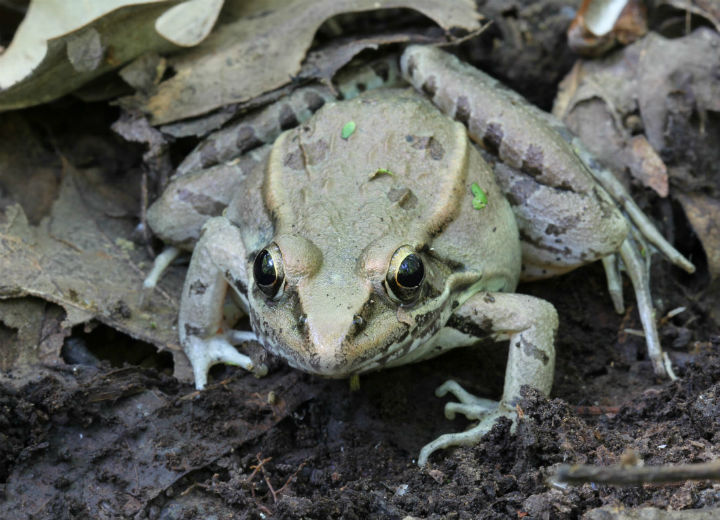 Southern Leopard Frog